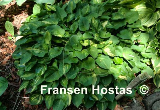 Hosta Monopoly